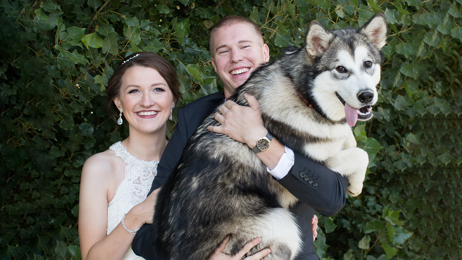 Bride and groom with husky dog