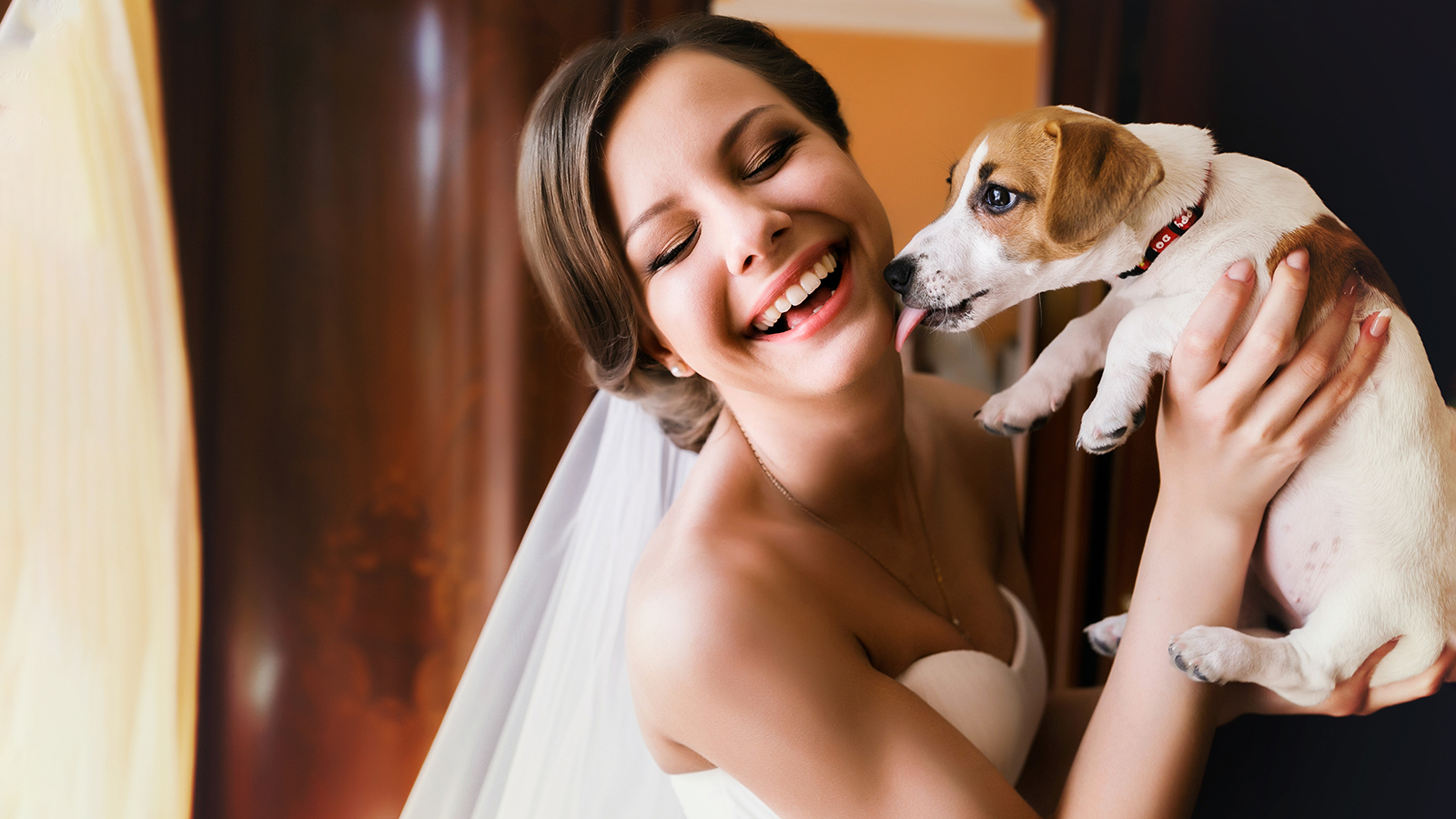 Little dog licks a bride's face
