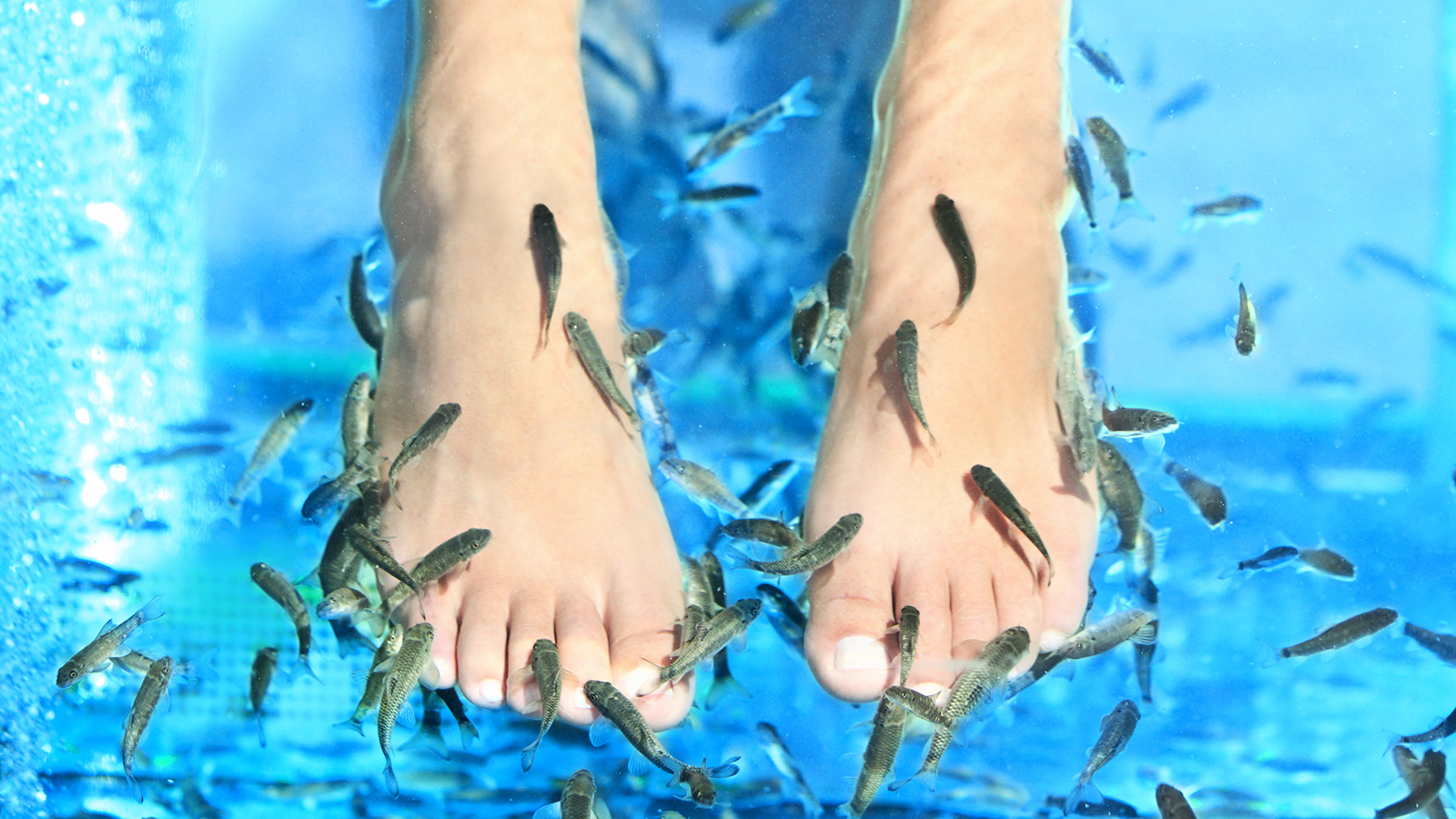 Fish Spa pedicure Rufa Garra treatment. Feet and fish in blue water. Woman feet.