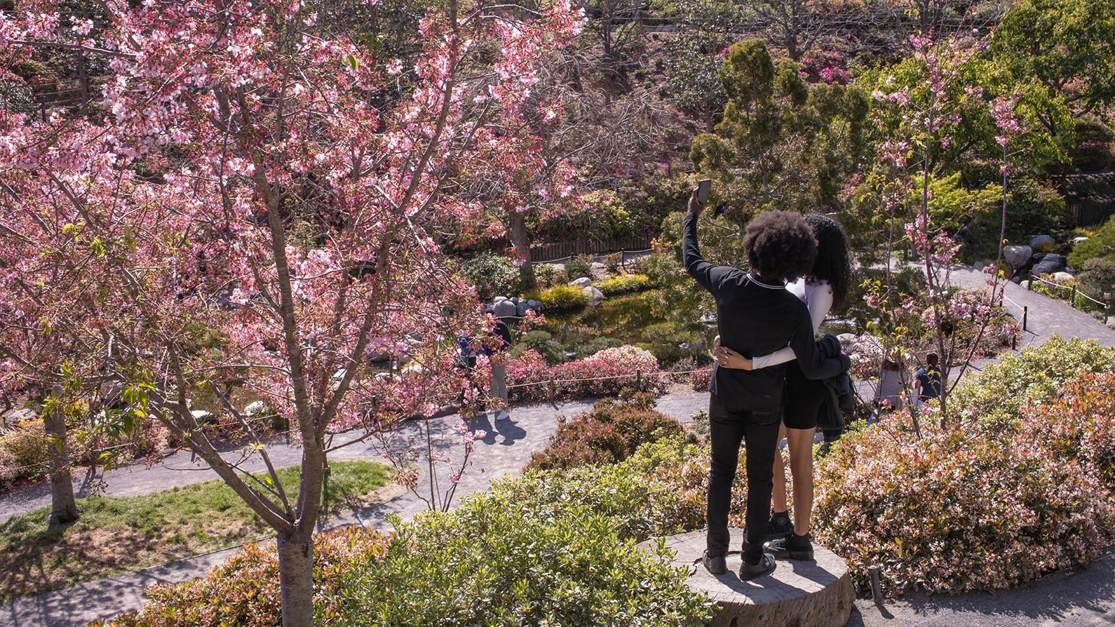 Young couple is taking a selfie in the scenic view of blossoming cherry trees in Japanese Friendship Garden, San Diego, California, on March 24, 2023