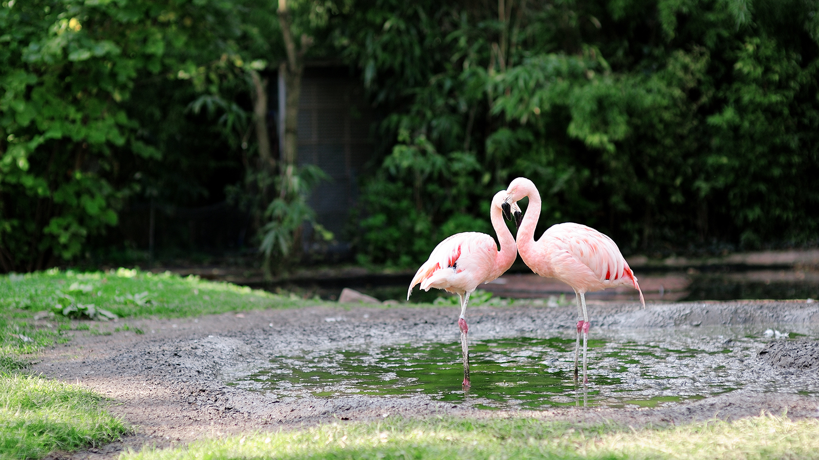 Pink flamingo at zoo, - the bird's neck draws a heart